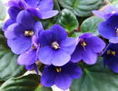 African violet